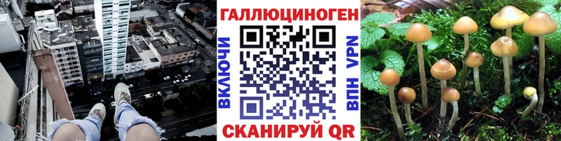 Галлюциногенные грибы Psilocybe  закладки  Копейск 